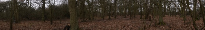 New Woodland (Oak) For Wildcamping