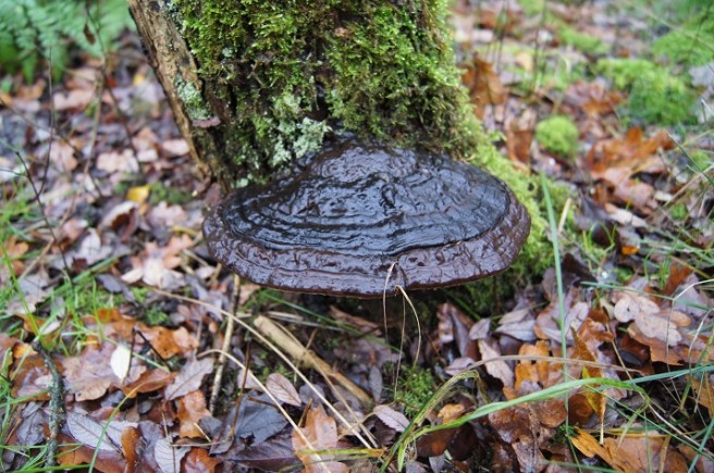horses hoof bracket fungi bushcraft tinder