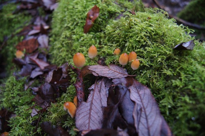 wood consuming fungi uk