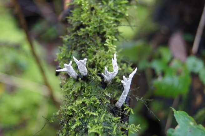 wood consuming finger fungi uk